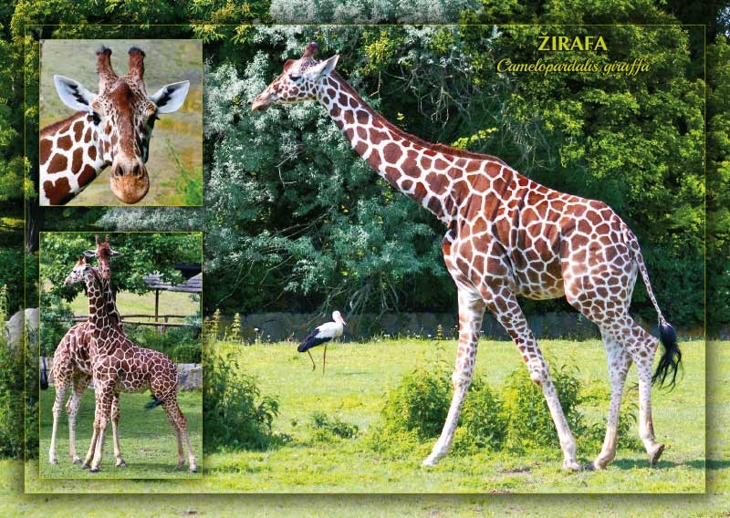 Žirafa  D-ZIJ 001